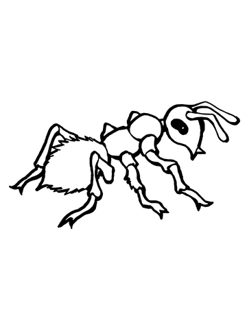 Realistic Ant Coloring Page